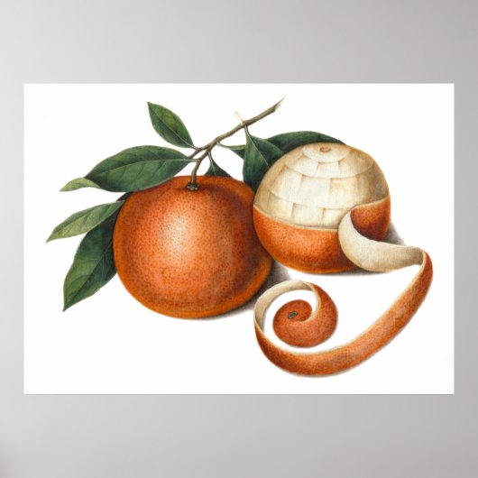 Poster Mandarin Oranges Antique Chinese Painting (Devant)