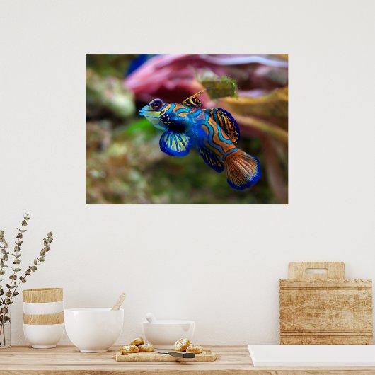 Poster Mandarinfish (Cuisine)