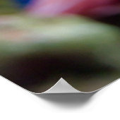 Poster Mandarinfish (Coin)