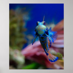 Poster Mandarinfish