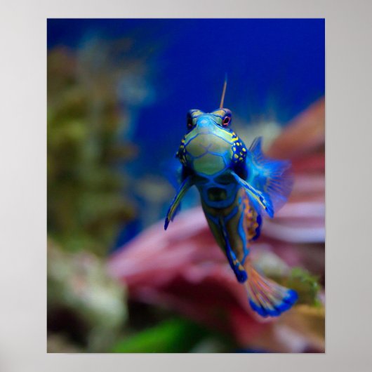 Poster Mandarinfish (Devant)