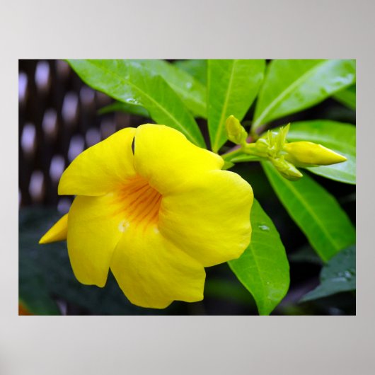 Poster Mandevilla jaune soleil (Devant)