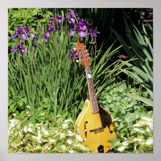 Poster Mandolin Et Iris Flower Garden (Devant)