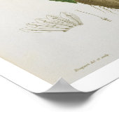 Poster Mandragora Officinarum de 'Phytographie Medicale (Coin)