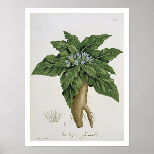 Poster Mandragora Officinarum de 'Phytographie Medicale (Devant)