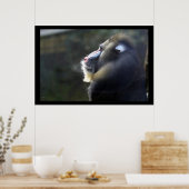 Poster Mandrill (Cuisine)