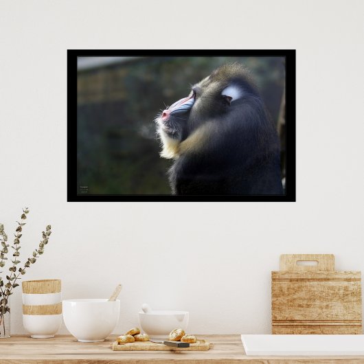 Poster Mandrill (Cuisine)