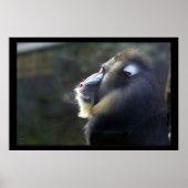 Poster Mandrill (Devant)