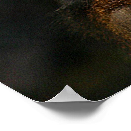 Poster Mandrill Monkey (Coin)