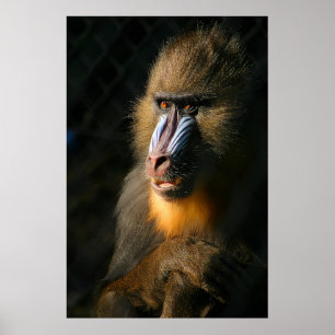 Poster Mandrill Monkey