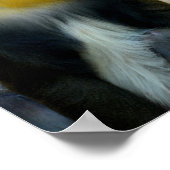 Poster Mandrills (Coin)