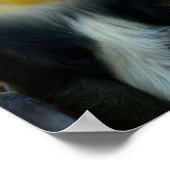 Poster Mandrills (Coin)