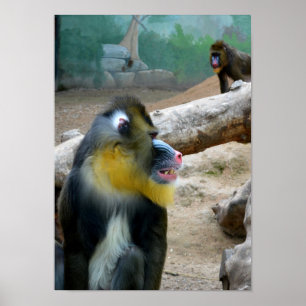 Poster Mandrills
