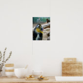 Poster Mandrills (Cuisine)