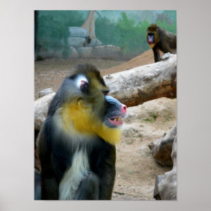 Poster Mandrills