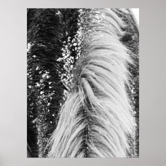 Poster Mane hivernale à cheval avec neige (Devant)