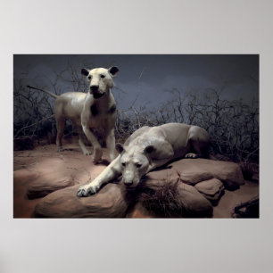 Poster MANEATING LIONS of TSAVO