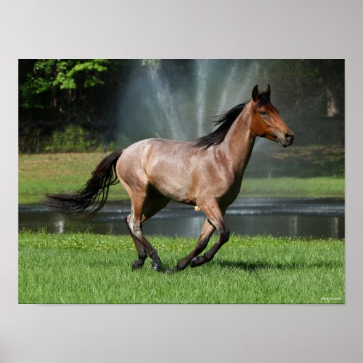 Poster Mangalarga Courir devant la Fontaine (Devant)