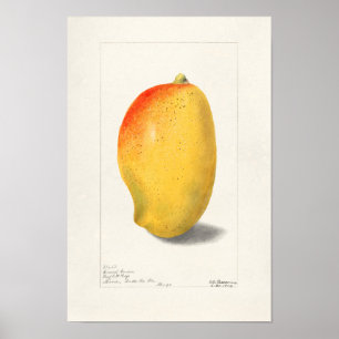 Poster Mango (Mangifera Indica) Peinture d'aquarelle aux 
