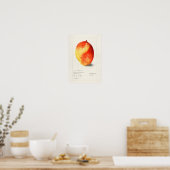Poster Mango (Mangifera Indica) Peinture d'aquarelle aux (Cuisine)