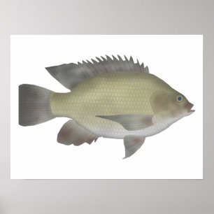 Poster Mango Tilapia