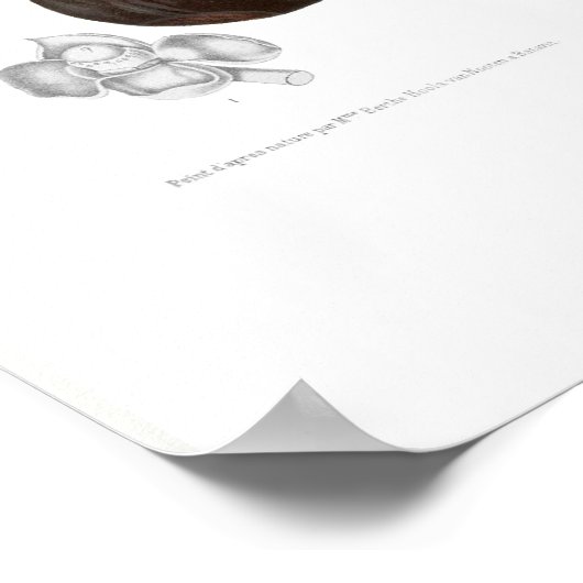 Poster Mangosteen violet (Coin)