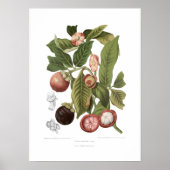 Poster Mangosteen violet (Devant)