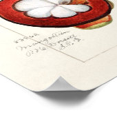 Poster Mangosteens (Garcinia Mangostana) Peinture aux fru (Coin)