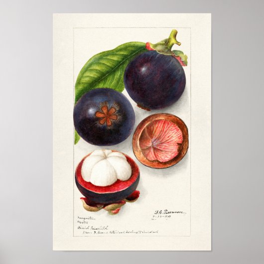 Poster Mangosteens (Garcinia Mangostana) Peinture aux fru (Devant)