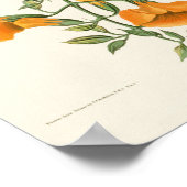 Poster Mangrove Humming Bird Audubon Birds of America (Coin)