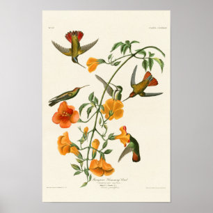 Poster Mangrove Humming Bird Audubon Birds of America