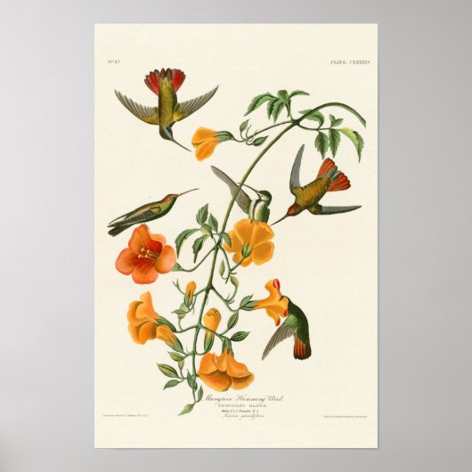 Poster Mangrove Humming Bird Audubon Birds of America (Devant)