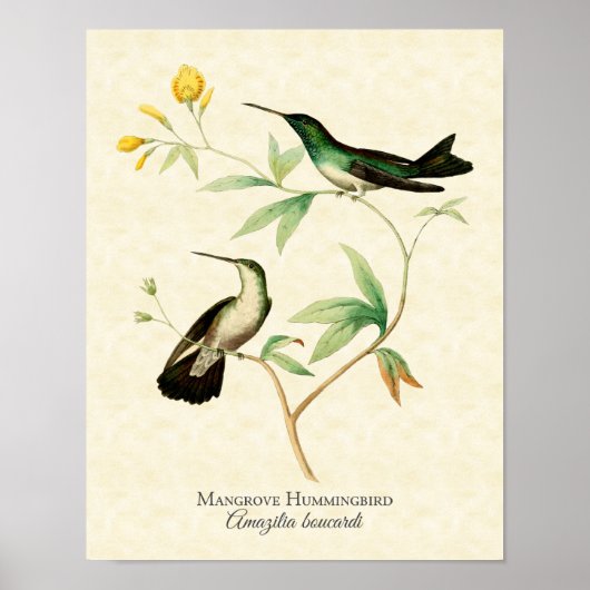 Poster Mangrove Hummingbird Art Imprimer (Devant)