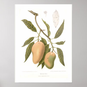 Poster Mangue