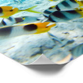 Poster Manta Ray (Coin)