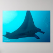 Poster Manta Ray (Devant)