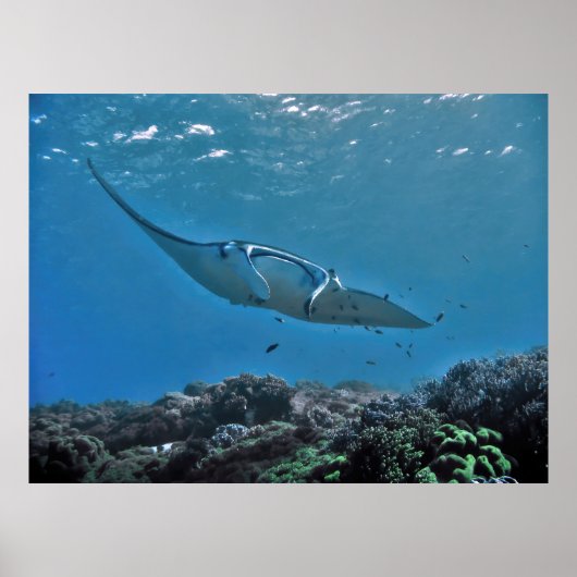 Poster Manta sur le récif (Devant)