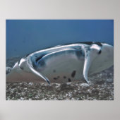 Poster Manta Up Close (Devant)