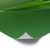 Poster Mante priante (Coin)