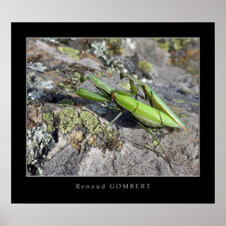 Poster Mante Religieuse