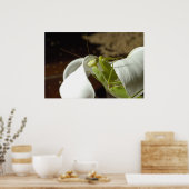 Poster Mantid (Cuisine)
