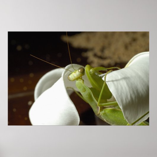 Poster Mantid (Devant)