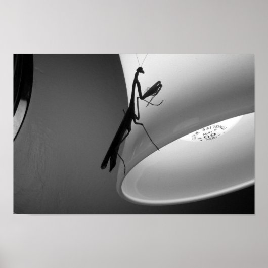 Poster Mantis (Devant)