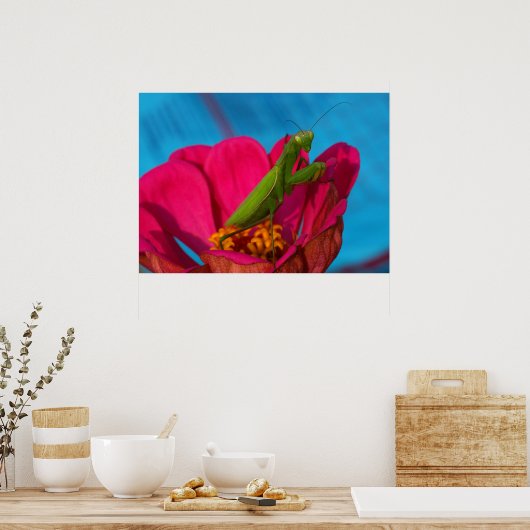 Poster Mantis colorés (Cuisine)