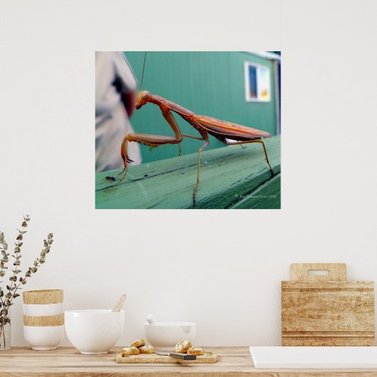 Poster Mantis et fourmi (Cuisine)