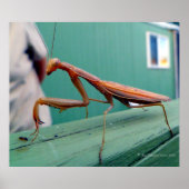 Poster Mantis et fourmi (Devant)