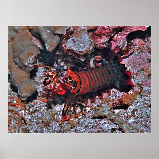 Poster Mantis Les yeux de crevette sur moi (Devant)