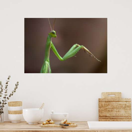 Poster Mantis religiosa (Cuisine)