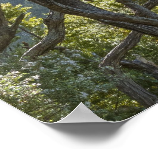 Poster Manuka Tree Forest Nouvelle-Zélande (Coin)