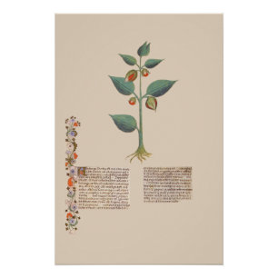 Poster Manuscrit Plante médiéval Alkekengi